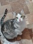 Greta (2)